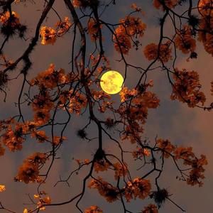 我爱他（翻自 王小帅）