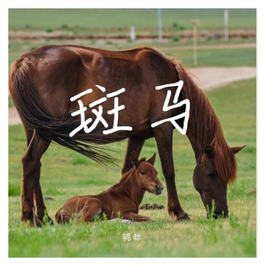 斑马（翻自 锦锦）