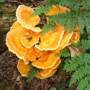 Horlepip (feat. Tobacco T.)