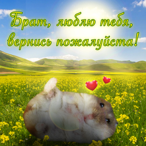Хомячок