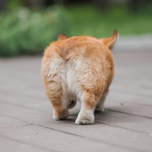 にゃーのけつやん