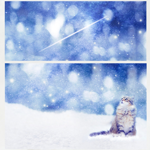 我曾在冬天养过一只猫（Cover 郑秀文）