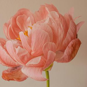 爱情的甜苦与执着