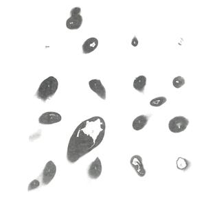 Untitled White Album B-9