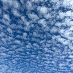 Tacoma In the Summer (OKC)