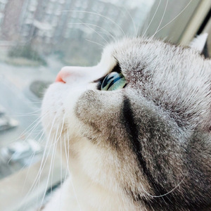 冰雪落下（翻自 韩雨芹）