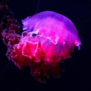 MoNey-(Shreck)-(Prod.mismatch)