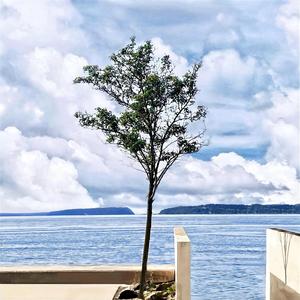 dandelion ten (remastered)