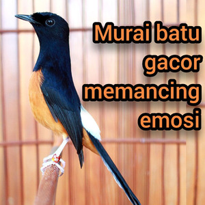 Murai Batu Gacor Memancing Emosi (Live)