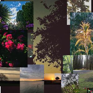 akaboushi kagayaki 赤帽子輝き