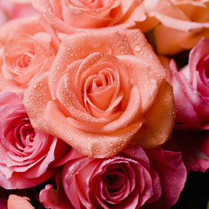 Vajzë Korçare (Papi I Mborjes)