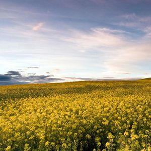 繁花飘落谁去看