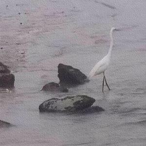 那位古董店老板