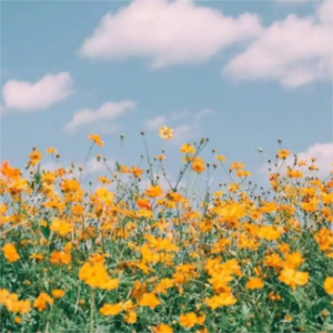 惬意的水波（八音盒）