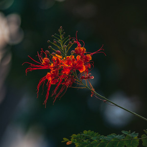 Happy boy (Instrumental Version)