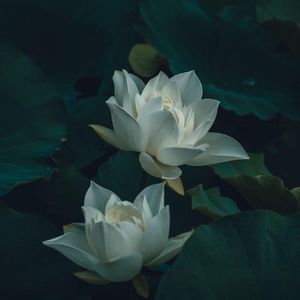 [FREE] "花" Richnomadic x 中国风 Type Beat