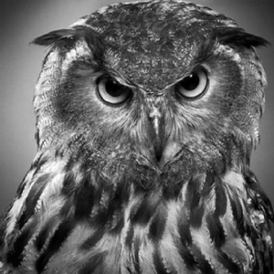 Roscoe [Beyond The Wizard's Sleeve Reanimation]