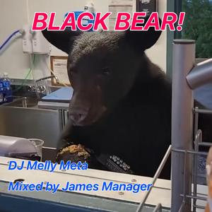 Black Bear!