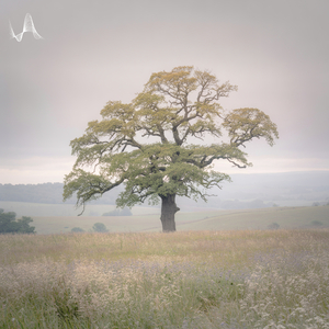 Gentle Weathervane 528hz