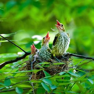 รังเศษไม้