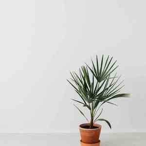 心无旁骛 (静心曲)