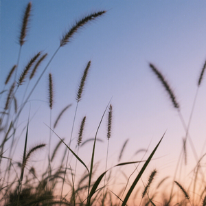 细草轻摇随意舞