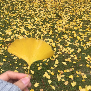 遇见你的时候所有星星都落到我头上（Cover 高姗）