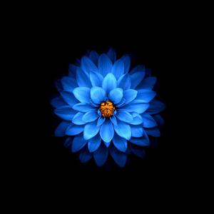 荧光蓝色花瓣 (8)