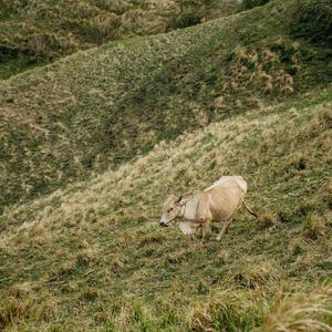 藏式情歌（全网热搜版）