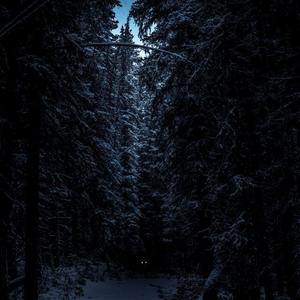 Dark Forest