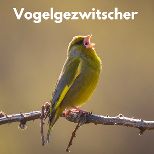Vogelgezwitscher am Morgen