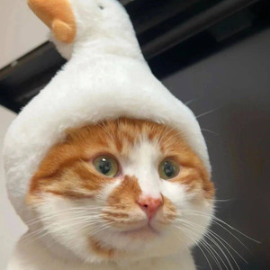 樱猫右臣