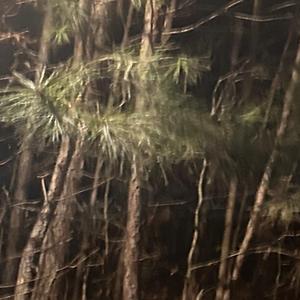 paint it all black (feat. reddhed)