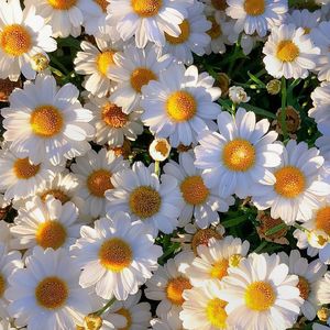 风里有你的声音