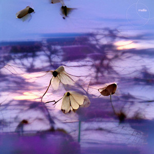 crickets o.t. porch [8041]