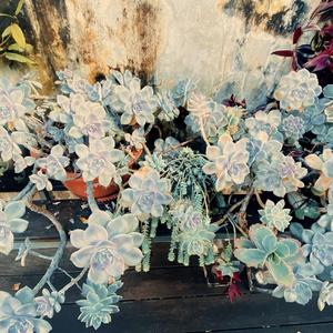 你的一生我只借一程