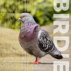 BIRDIE