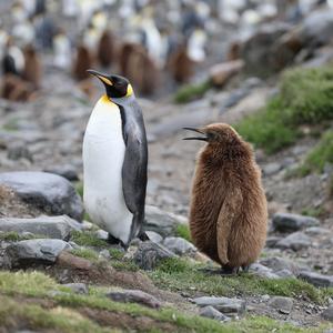 危险边緣的帝企鹅