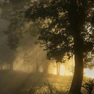 要不要一起散散步（BGM版）