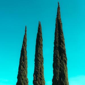 Araucaria Heterophylla