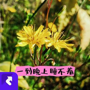 一到晚上睡不着 (现场)