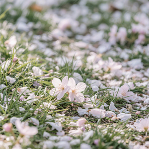 春风不解落花意