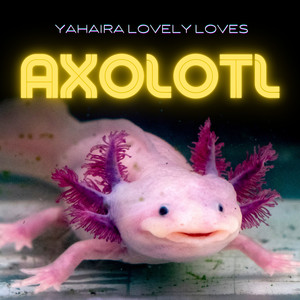 Axolotl