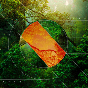 RAIN FOREST WATER BIRDS