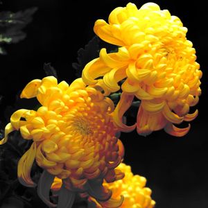 Chrysanthemum（NINY Bootleg）