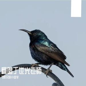 《风起》