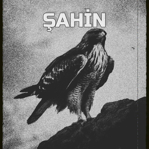 Şahin