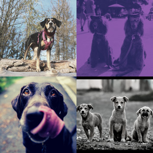 有趣可爱的狗情怀