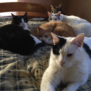 The Purring Fugue