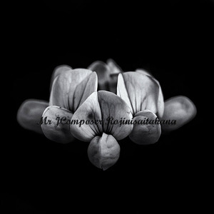 路地に咲いた花 feat.聆璃